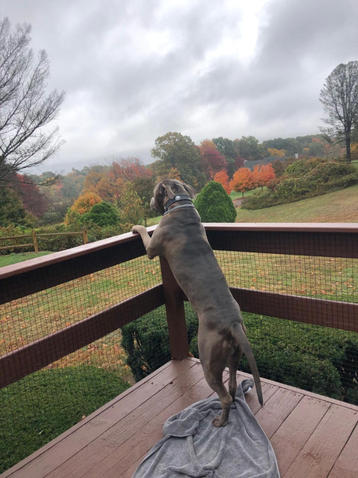 Fenced Yard Chalets From Good Dog Vacations At Big Valley Resort Sciota Luaran gambar